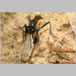 Ammophila sabulosa - Sandwespe 00-w05c 18mm mit Eulenspinner-Raupe - Drepanidae.jpg